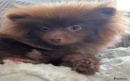 Pomeranian dogs for sale: Adorable pair of 1 year old Pomeranian boys!  - Image 19