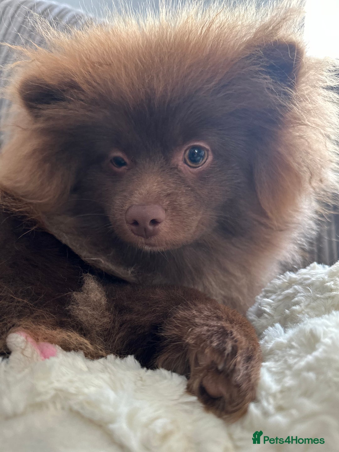 Pomeranian dogs for sale: Adorable pair of 1 year old Pomeranian boys!  - Image 19