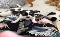 Chihuahua dogs for sale: Gorgeous Cuddly Chihuahua puppies - Image 5