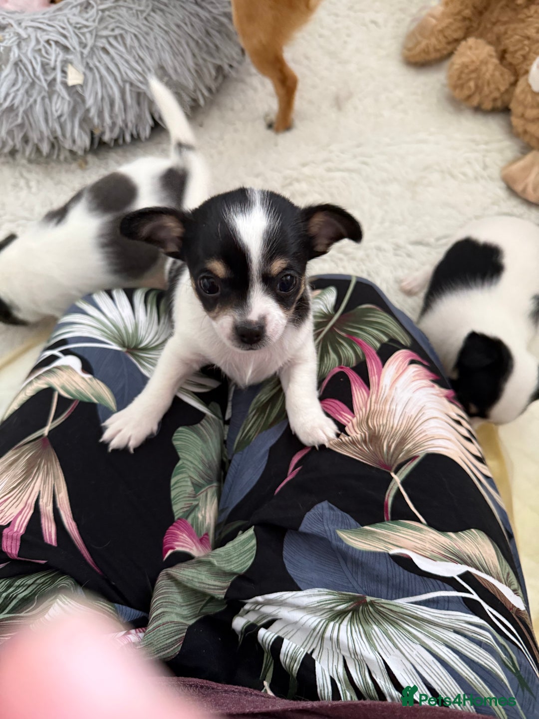 Chihuahua dogs for sale: Gorgeous Cuddly Chihuahua puppies - Image 5