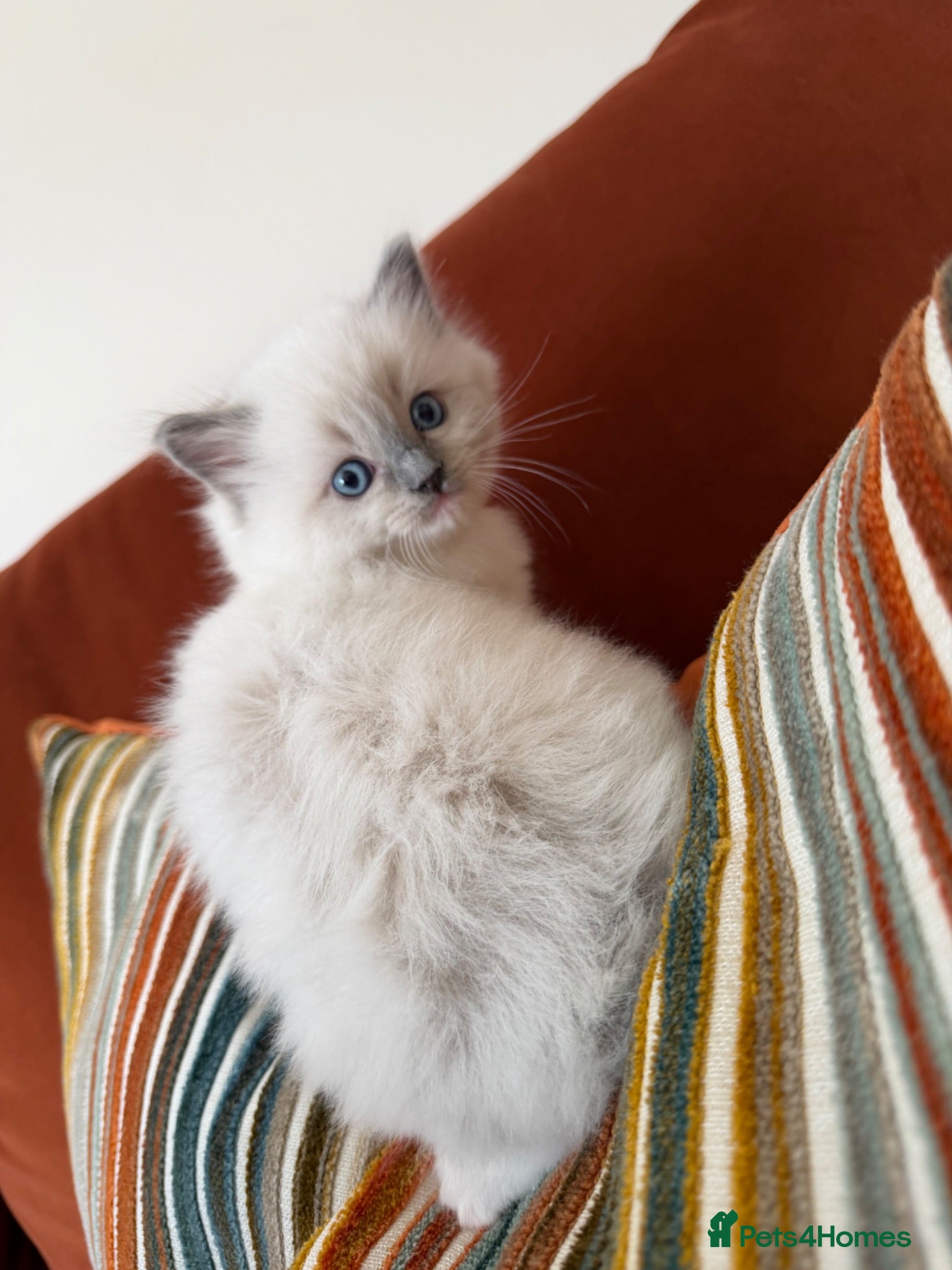 Ragdoll cats 🌸Extensively health tested Tica Ragdoll kittens🌸 - Advert 17