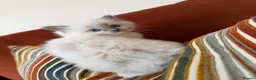 Ragdoll cats for sale: 🌸Active price £1650-DNA health tested🌸 - Advert 4