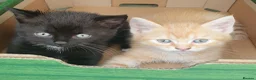 Mixed Breed cats for sale: Mixed breed kittens in Bristol - Advert 1
