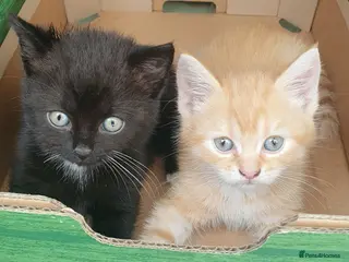 Mixed Breed cats Mixed breed kittens - Advert 1