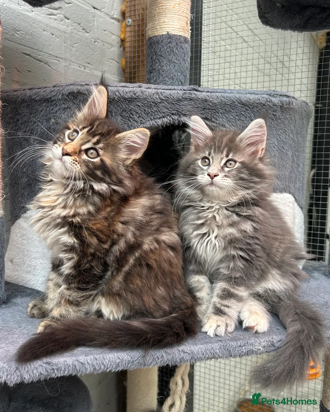 Maine Coon cats for sale: TICA reg Pedigree Maine Coon Kittens  - Advert 5