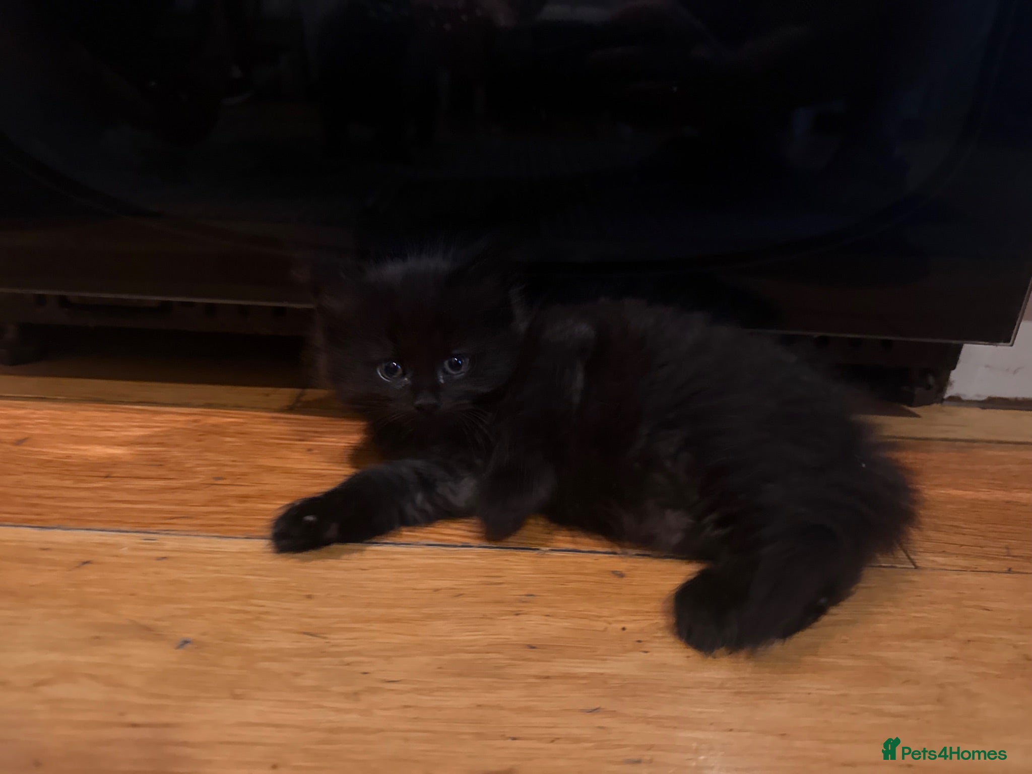 Mixed Breed cats 2 gorgeous long hair kittens ready for collection  - Advert 15