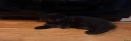 Mixed Breed cats for sale: 2 gorgeous long hair kittens ready for collection  - Advert 23