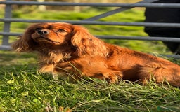 Mixed Breed dogs for sale: Beautiful litter of 6 cockalier pups - Image 3
