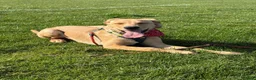 Labrador Retriever dogs for sale: Male Labrador for sale 6 months old  - Advert 2