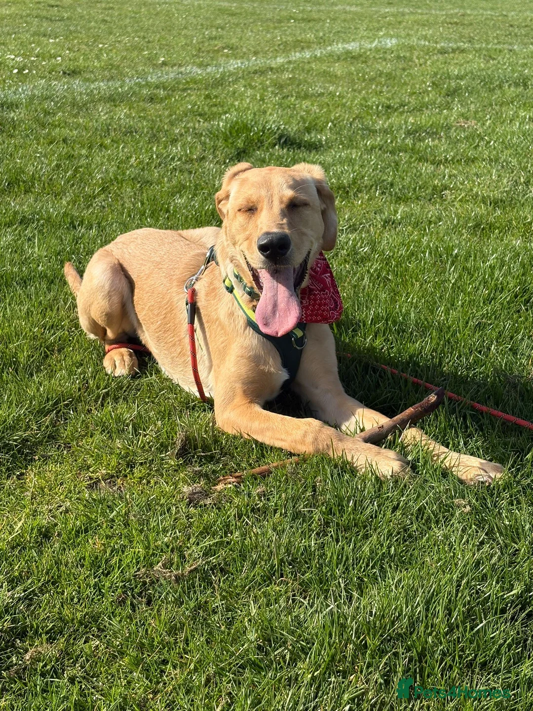 Labrador Retriever dogs for sale: Male Labrador for sale 6 months old  - Advert 2