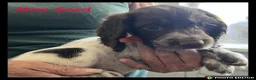Cocker Spaniel dogs for sale: Stunning Cocker Spaniels 💥 - Advert 4
