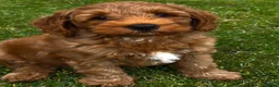 Australian Labradoodle dogs for sale: Fox Red Full Australian Labradoodle Male  - Advert 5