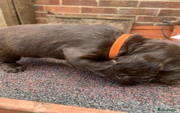 Cocker Spaniel dogs for sale: cocker spaniel pups ready for reserve - Image 13