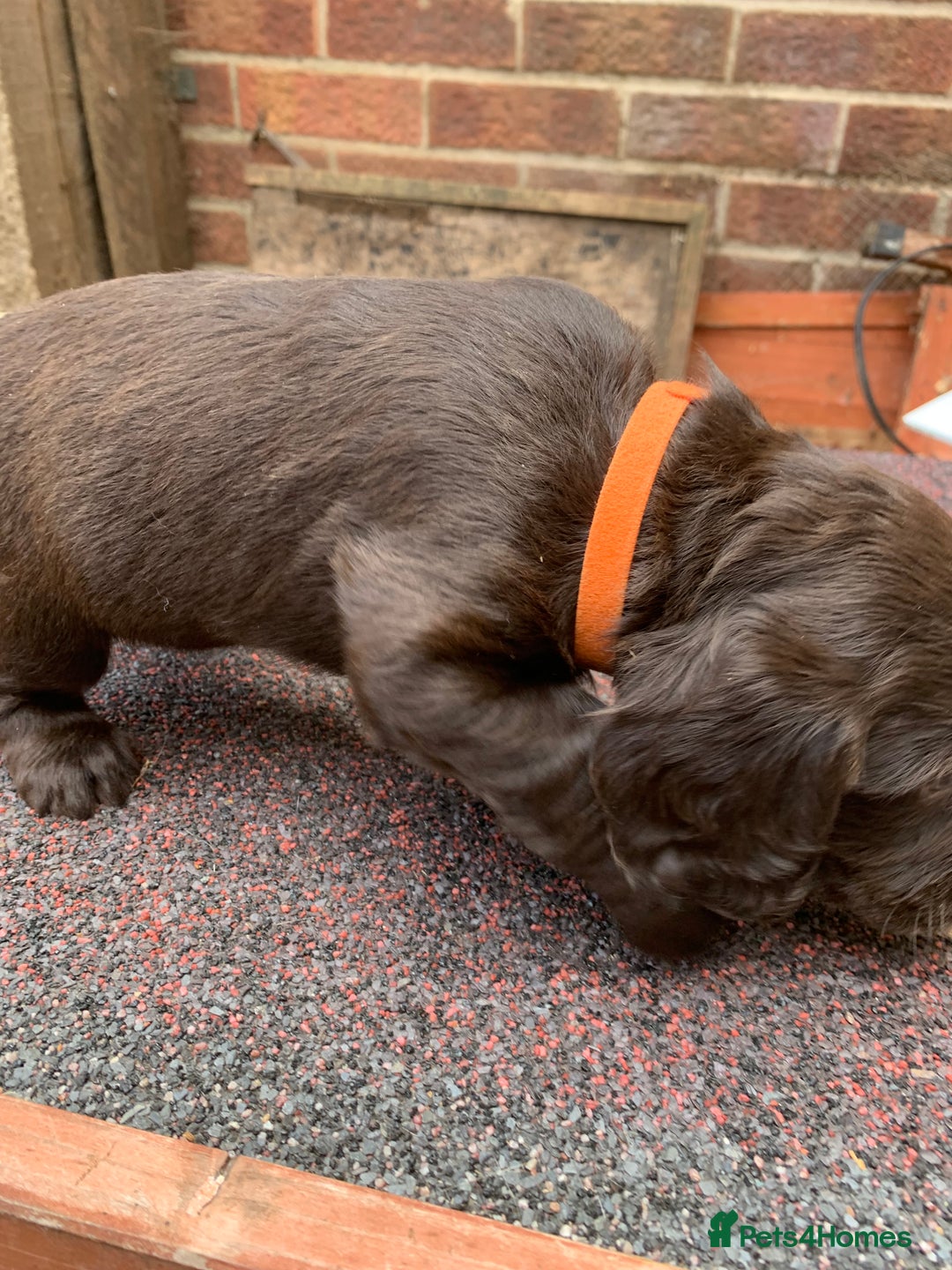 Cocker Spaniel dogs for sale: cocker spaniel pups ready for reserve - Image 13
