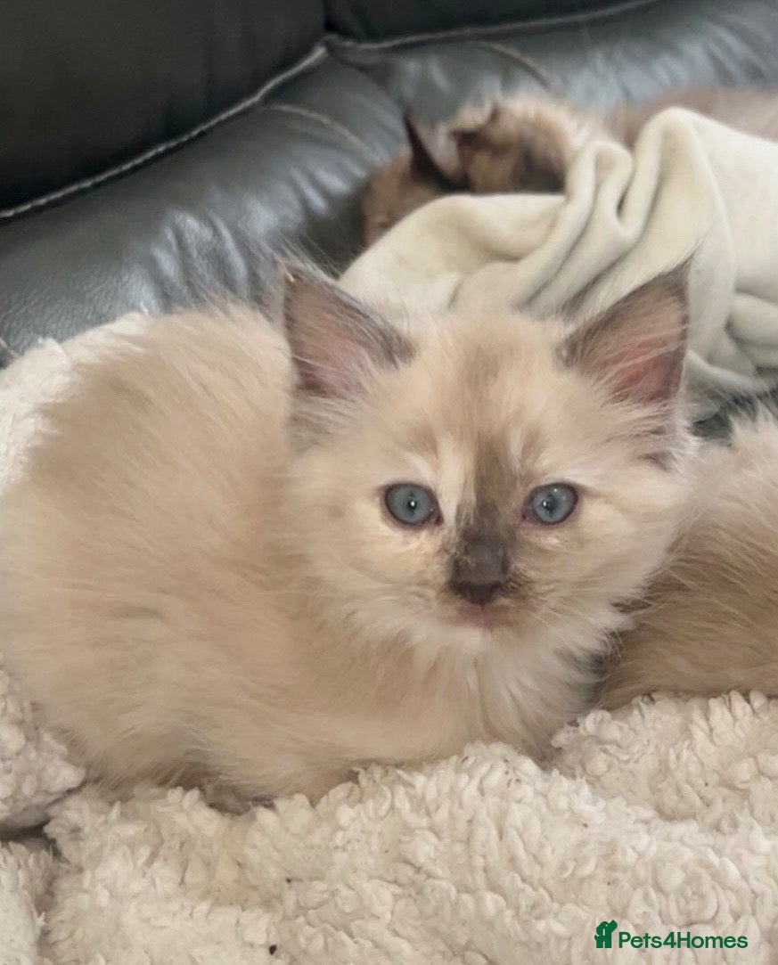 Ragdoll cats  pedigree cherubim ragdoll kittens  - Advert 3