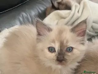 Ragdoll cats pedigree cherubim ragdoll kittens - Advert 3