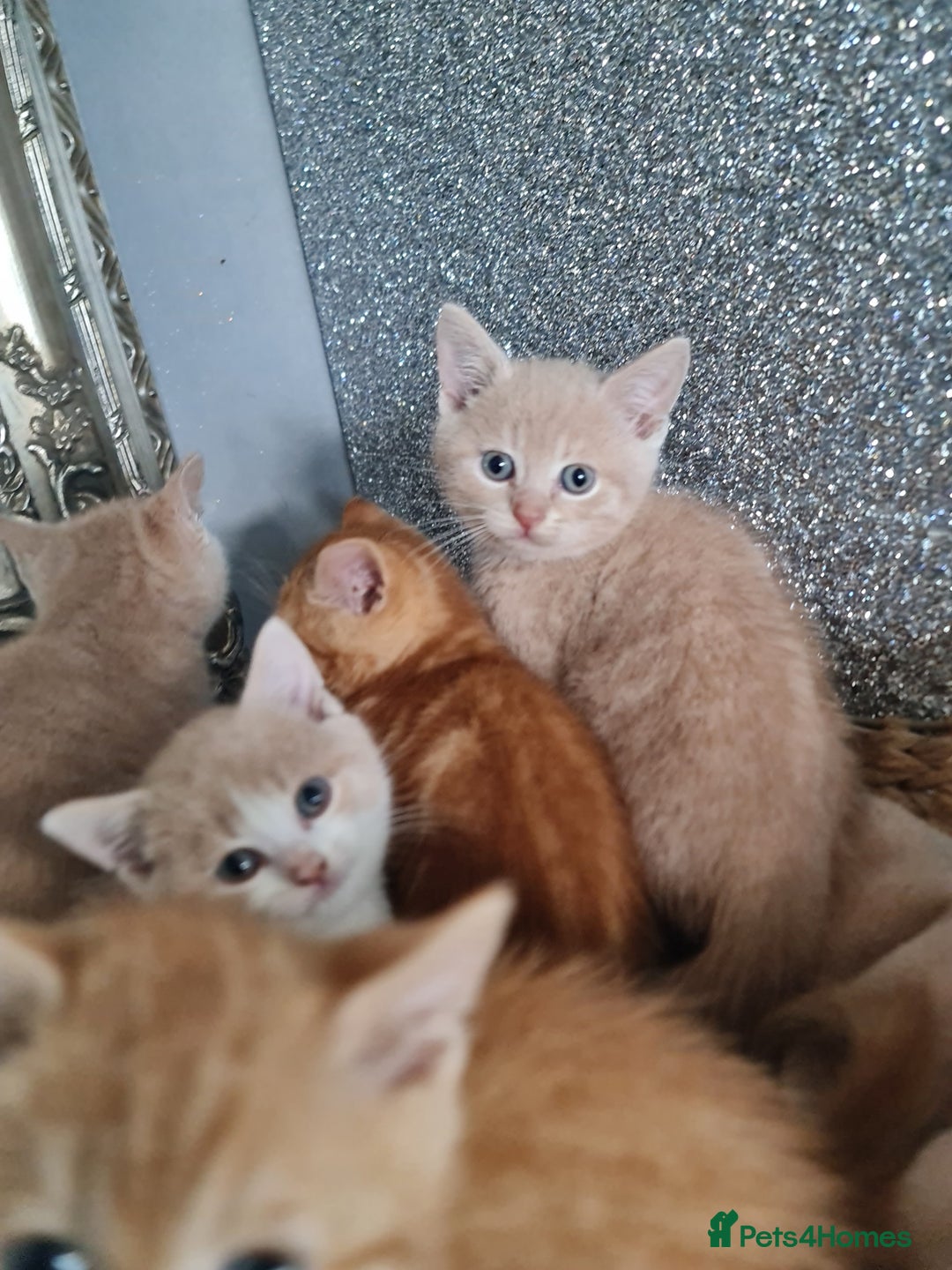 British Shorthair cats for sale: Beautiful BSH kittens from genetic tested parents - Image 15