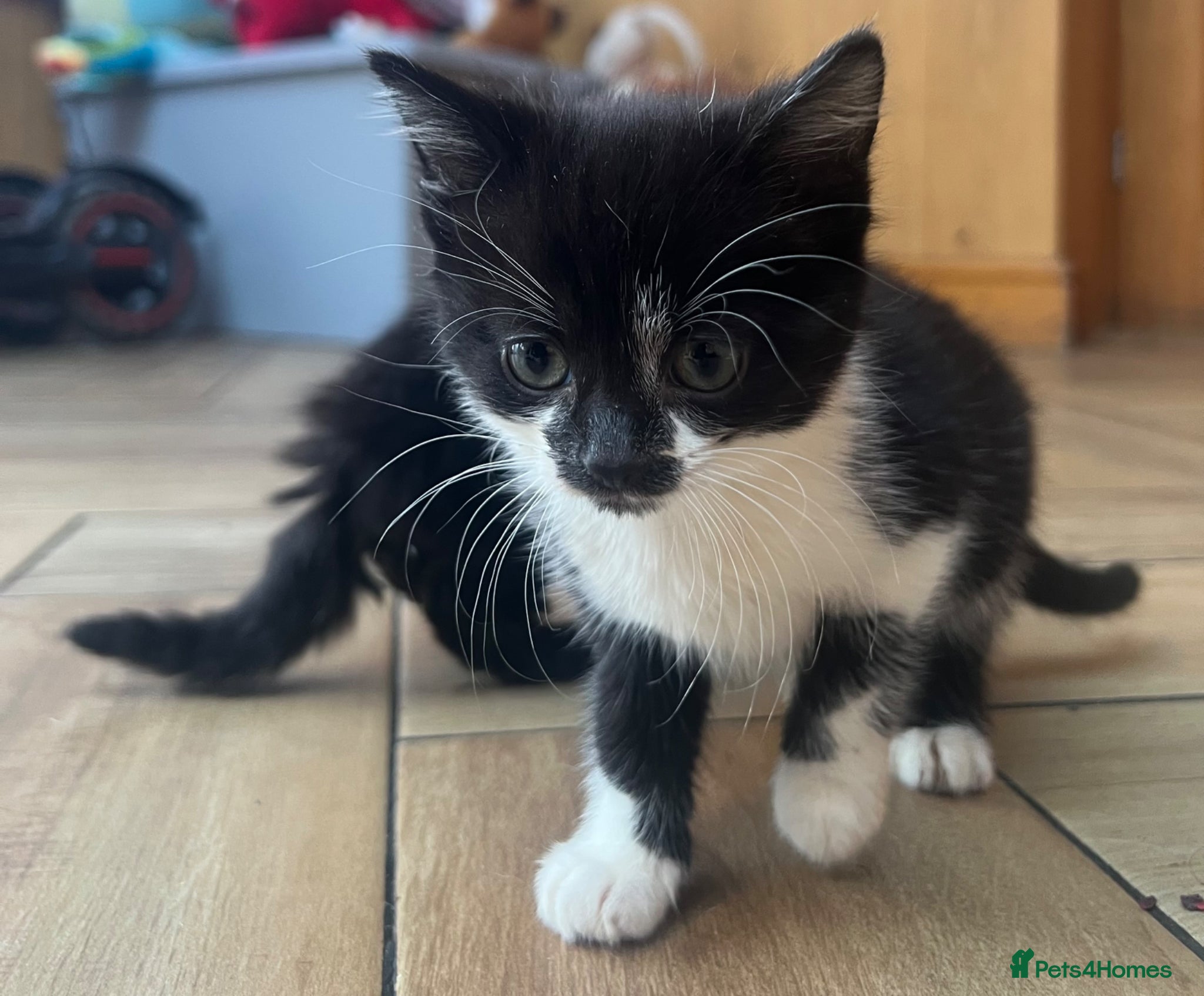 British Shorthair cats Kittens x6  - Advert 16