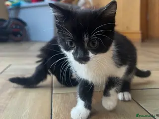 British Shorthair cats Kittens x6 - Advert 16