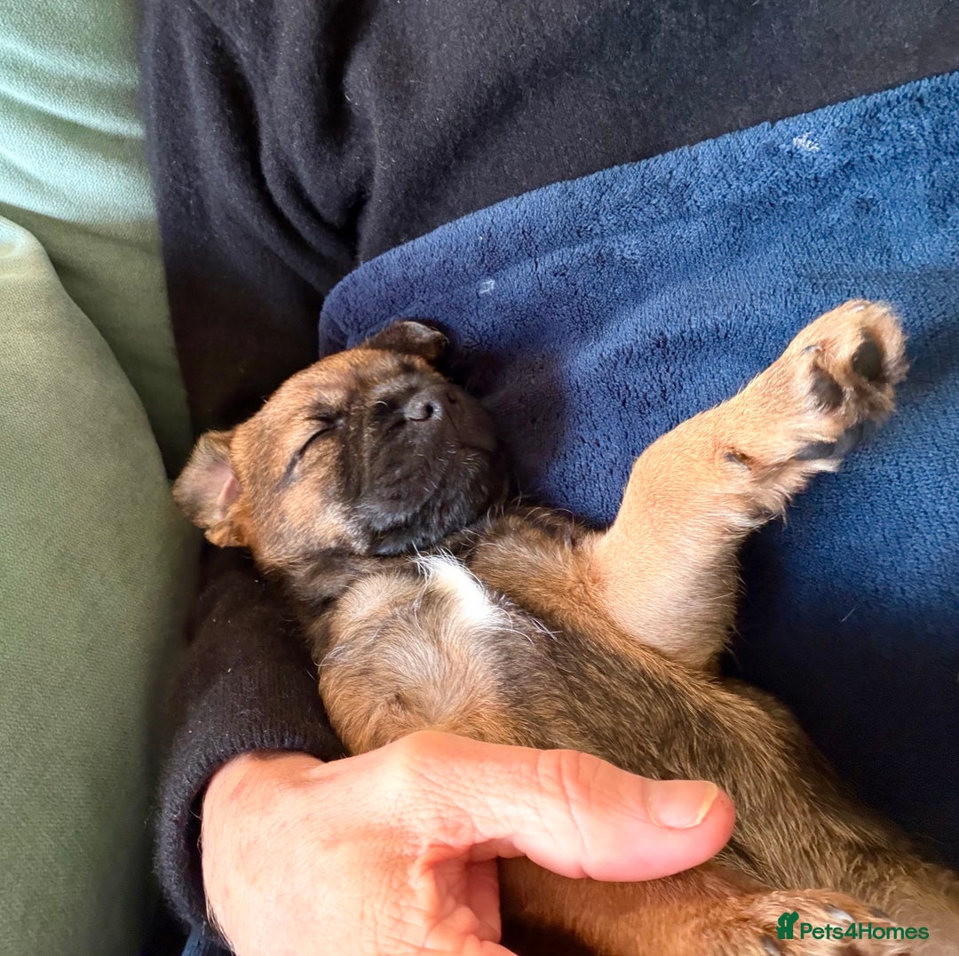 Border Terrier dogs for sale: Border Terrier. 10 week old male - Advert 3