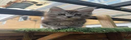 Maine Coon cats for sale: Blue smoke kittens from champion blood line - Advert 20