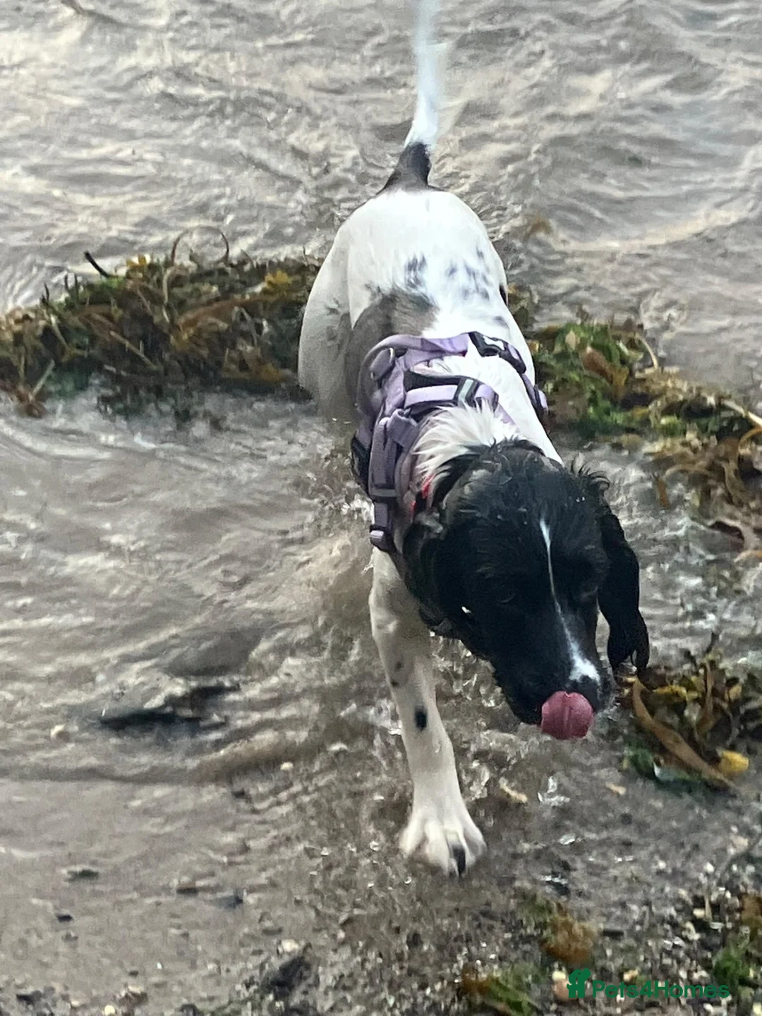 Cocker Spaniel dogs for sale: 3 year old female Cocker Spaniel  - Advert 2