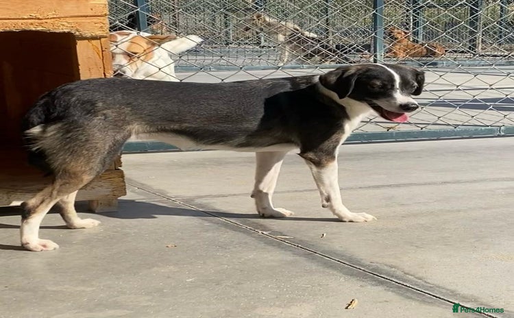 Mixed Breed dogs Kaia, 1.5 yrs approx. Available for adoption. - Advert 2