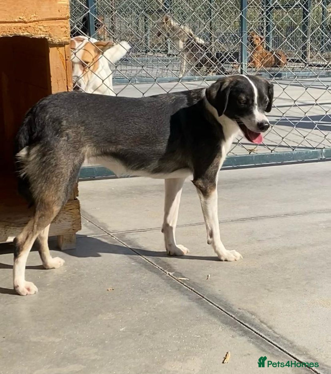 Mixed Breed dogs for adoption: Kaia, 1.5 yrs approx. Available for adoption. - Advert 1