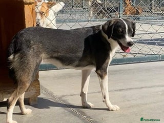 Mixed Breed dogs Kaia, 1.5 yrs approx. Available for adoption. - Advert 3