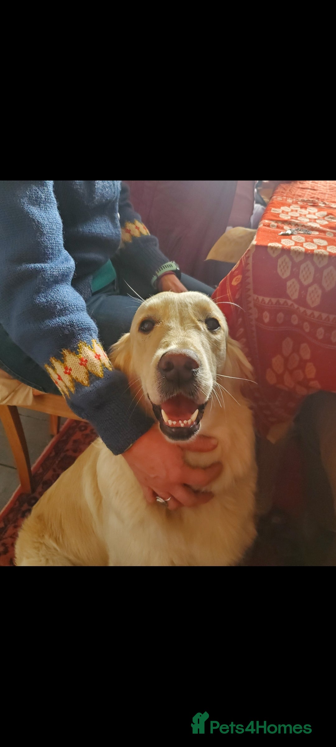 Golden Retriever dogs for sale: Beautiful Golden Retrievers from therapy line - Image 12