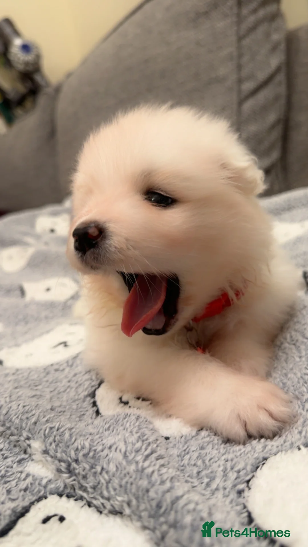 Samoyed dogs for sale: NOW VACCINATED AND CHIPPED Last pup remains ❤️ - Advert 22