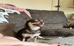 Chihuahua dogs for stud: Reggie the chocolate chi for stud in Ipswich - Image 30