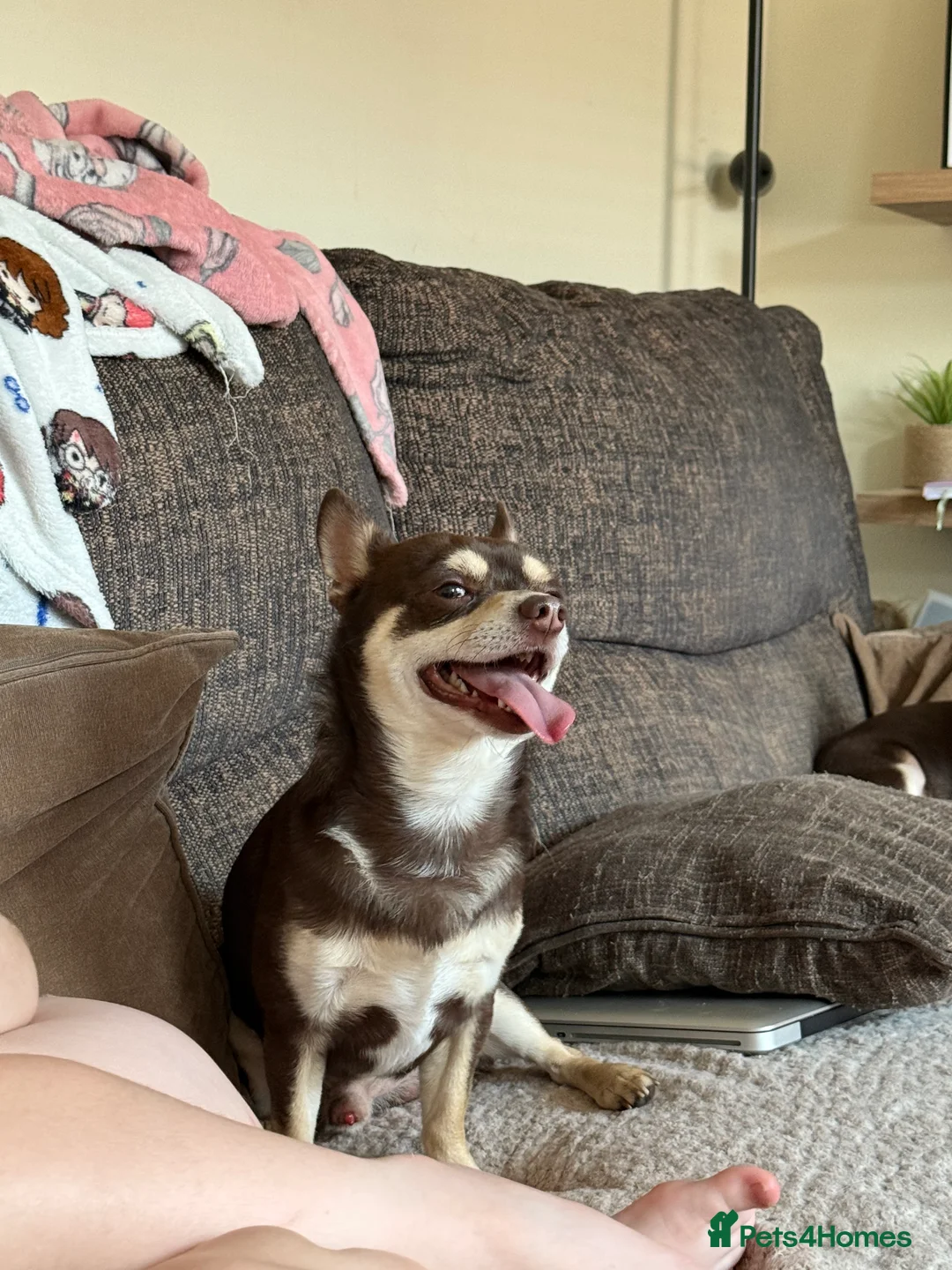 Chihuahua dogs for stud: Reggie the chocolate chi for stud in Ipswich - Advert 30