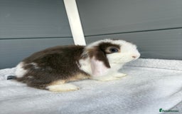 Mini Lop rabbits for sale: Stunning mini lops  - Image 7