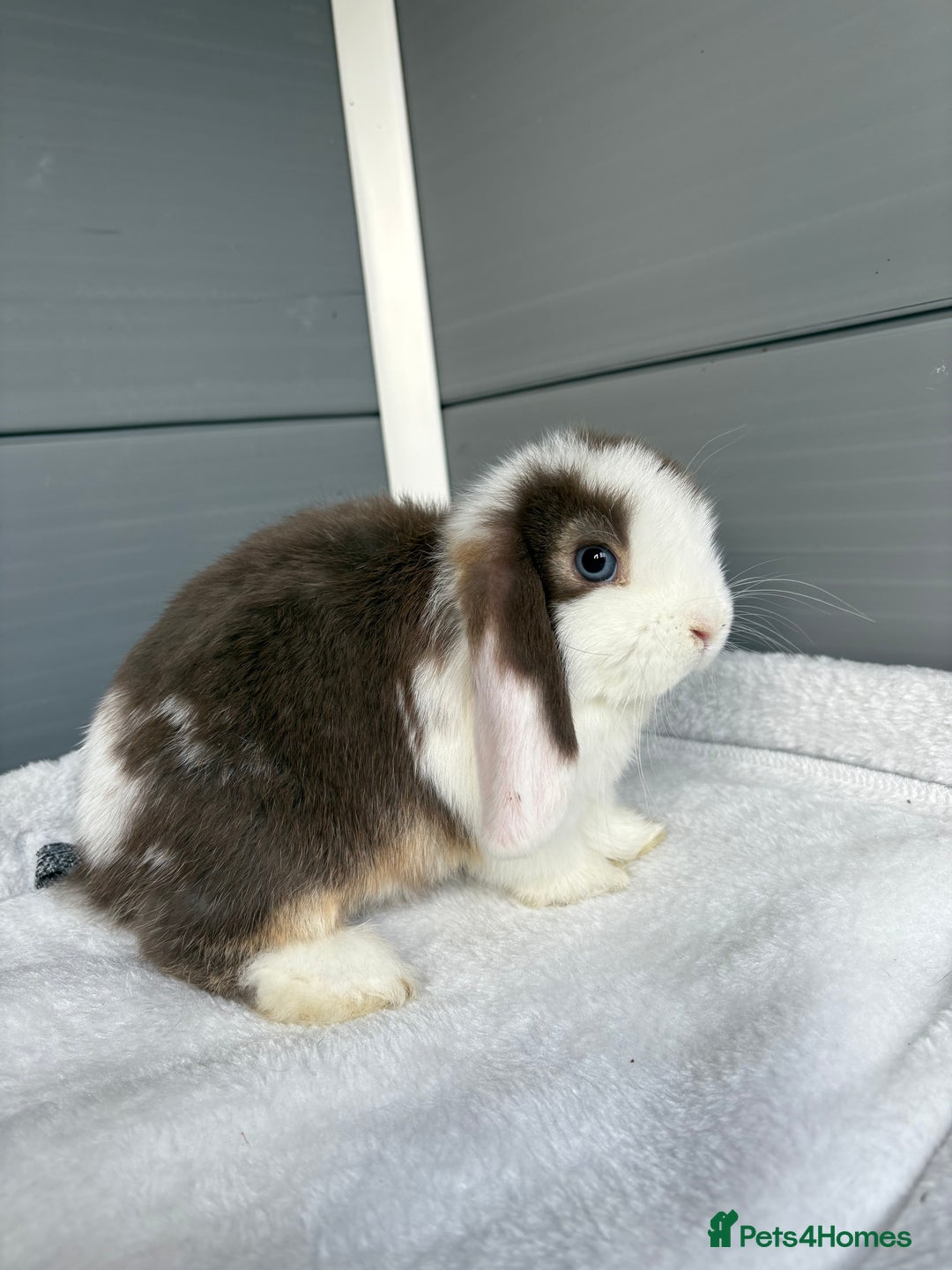 Mini Lop rabbits for sale: Stunning mini lops  - Image 7