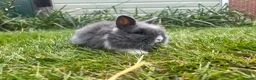 Lionhead rabbits for sale: Beautiful mini double maned lionheads  - Advert 13