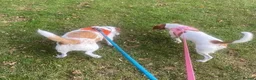 Mixed Breed dogs for adoption: Sylvie (Jack Russell/Dachshund/Beagle mix) - Advert 14