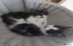 Maine Coon cats for sale: Beautiful X Maine-coon kittens 😸 ♥️ 😍 ❤️ - Image 2