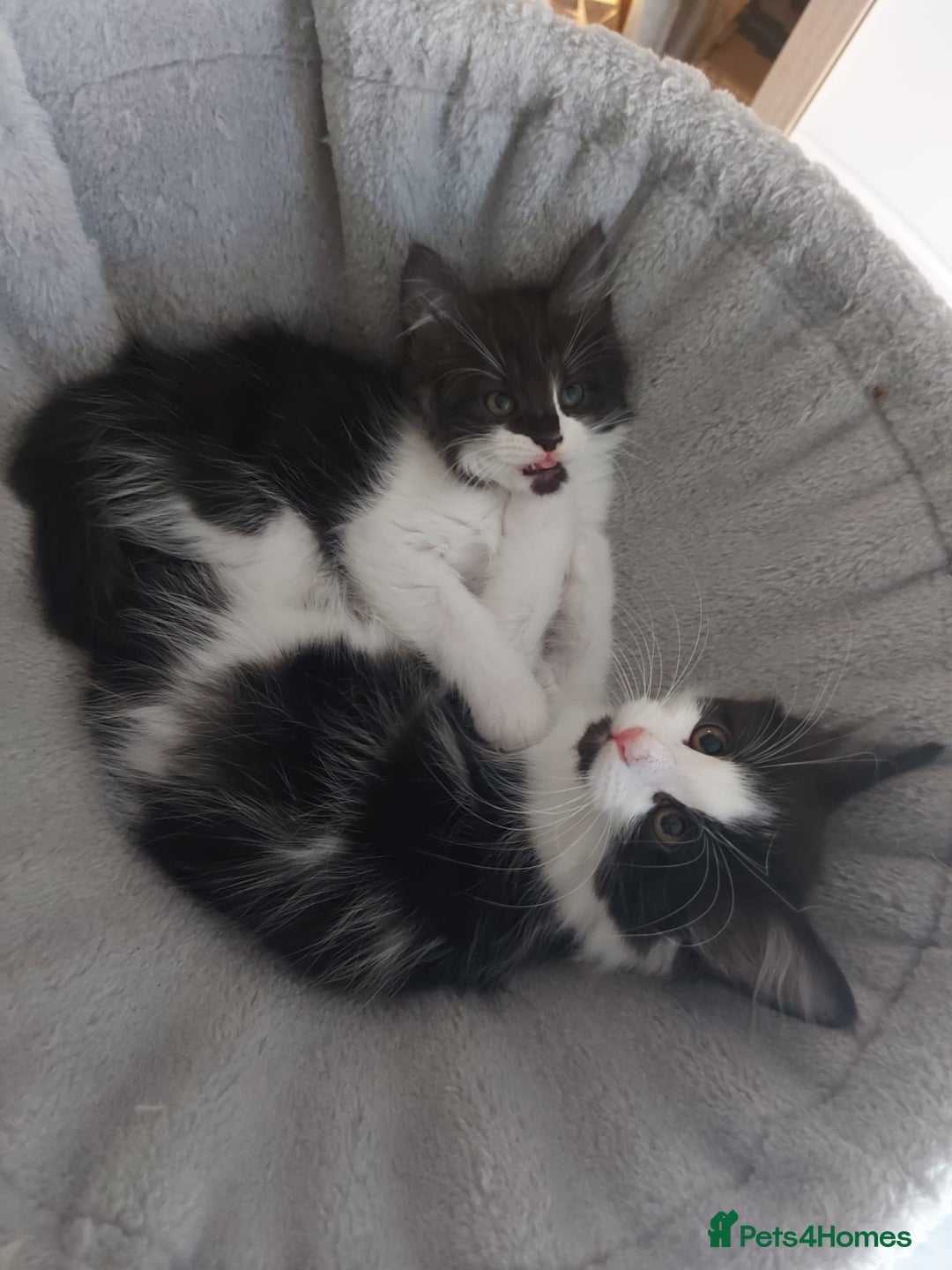 Maine Coon cats for sale: Beautiful X Maine-coon kittens 😸 ♥️ 😍 ❤️ - Image 2