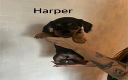 Mixed Breed dogs for sale: Miniature Dorkies - Image 9