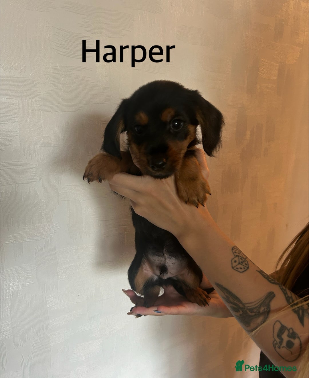 Mixed Breed dogs for sale: Miniature Dorkies - Image 9