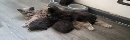 British Longhair cats for sale: British Longhair Kittens - Advert 6