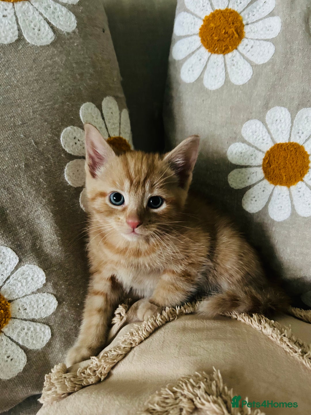 Mixed Breed cats for sale: Fluffy kittens ready on 14th Oct ❤️🧡💛💚💜 - Image 9