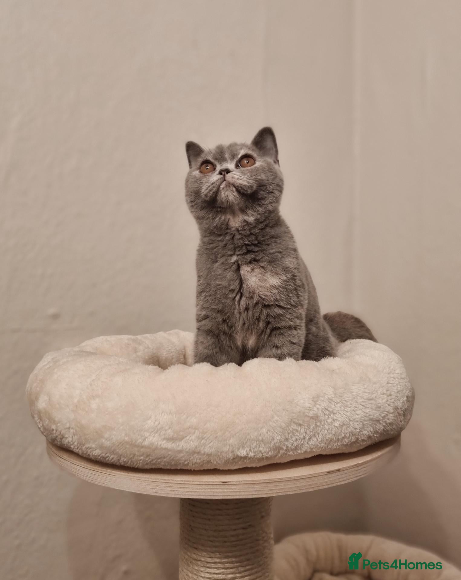 British Shorthair cats British Shorthair Blue Tortie Female Available  - Advert 2