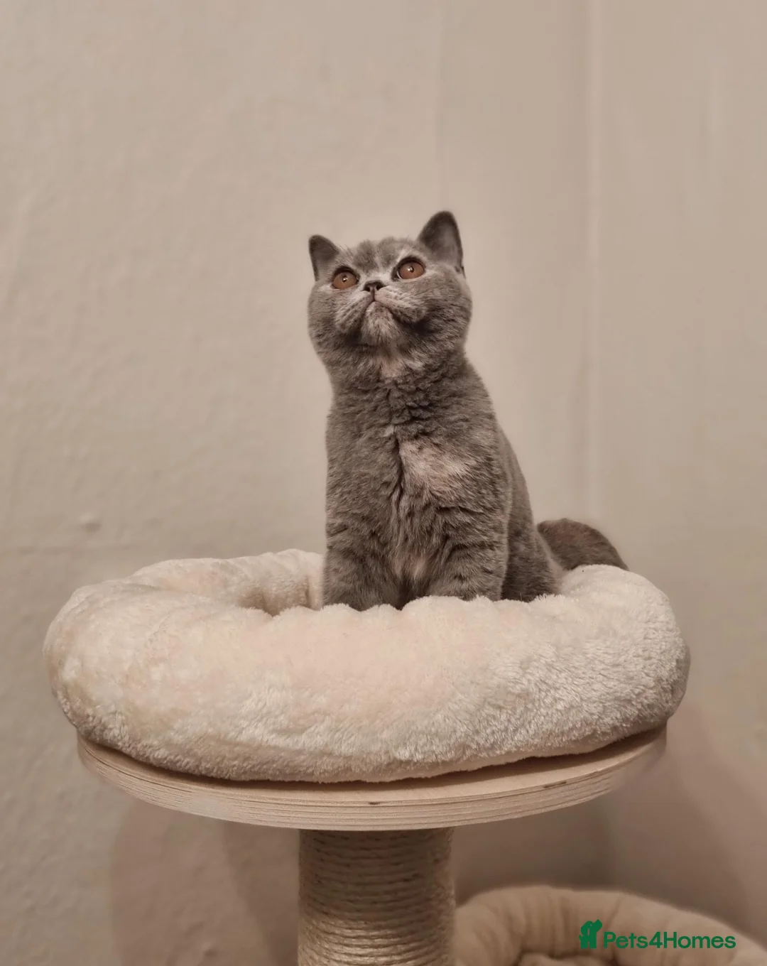 British Shorthair cats for sale: *Reduced* British Shorthair Blue Tortie Female  - Advert 2