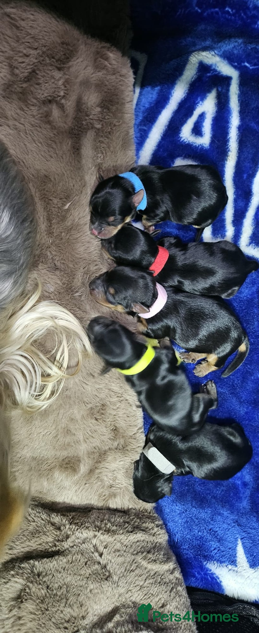 Yorkshire Terrier dogs for sale: Tiny miniature Yorkshire terriers - Advert 17