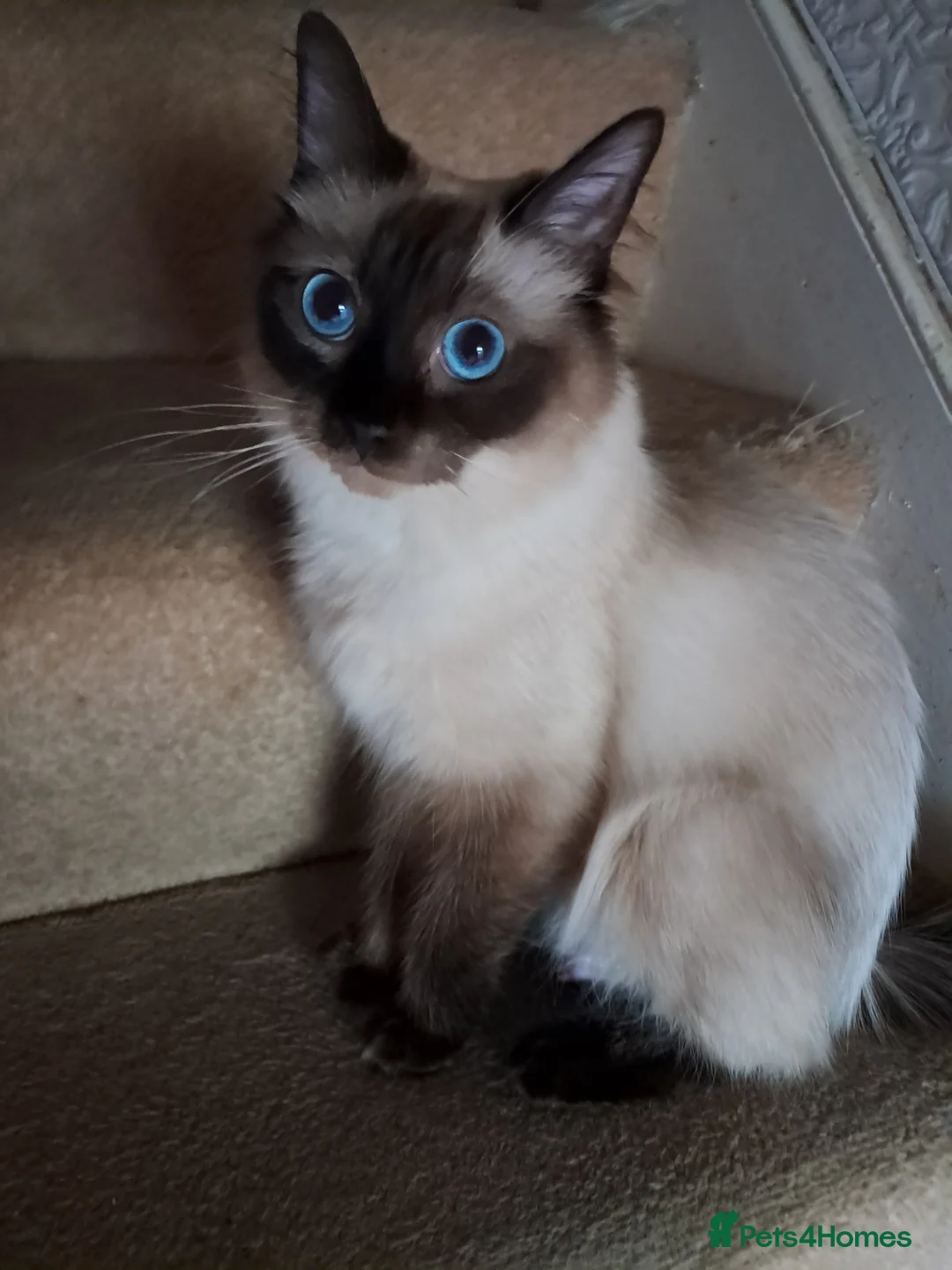 Ragdoll cats for sale: Pure bred beautiful ragdoll  - Advert 3