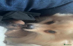 Mixed Breed dogs for sale: Little boy paparainion 🥰 - Image 12