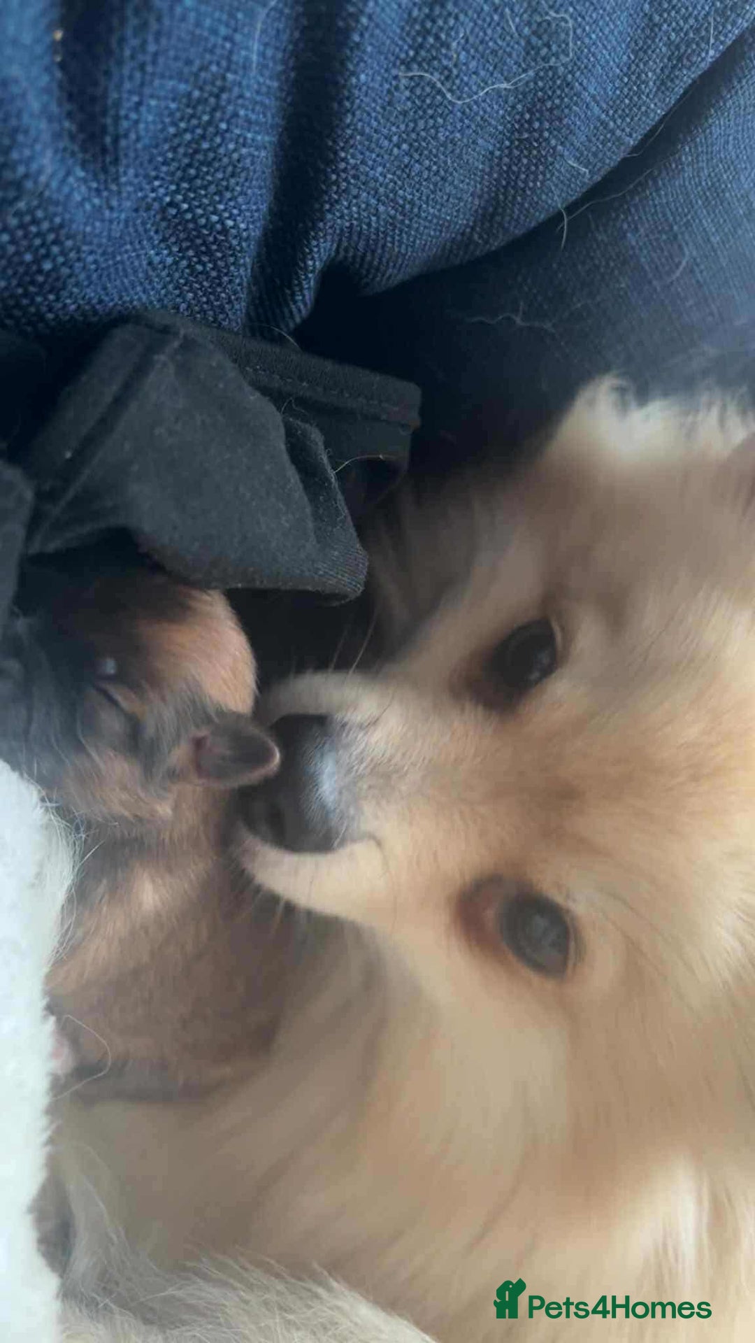 Mixed Breed dogs for sale: Little boy paparainion 🥰 - Image 12
