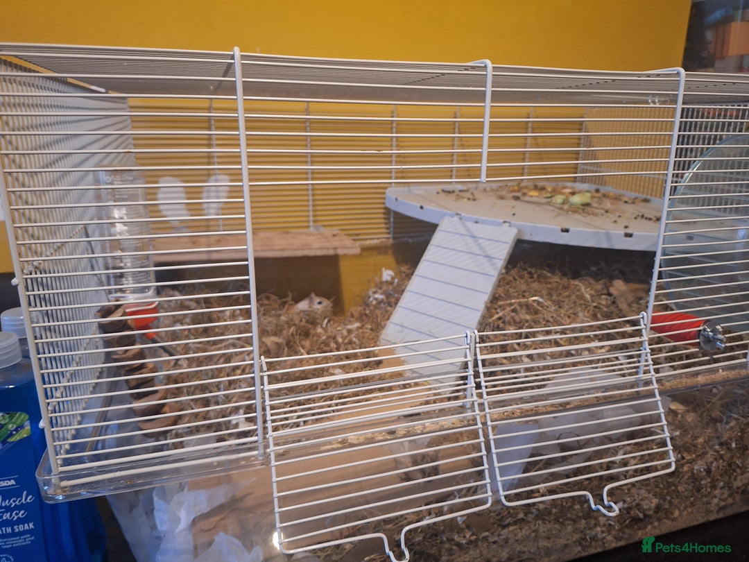 Gerbil rodents for sale: 2 baby boy gerbils - Advert 9